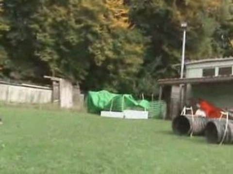 Entrainement agility Chips, Créole et Tess