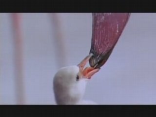 "Les ailes pourpres" - Le mystère des flamants