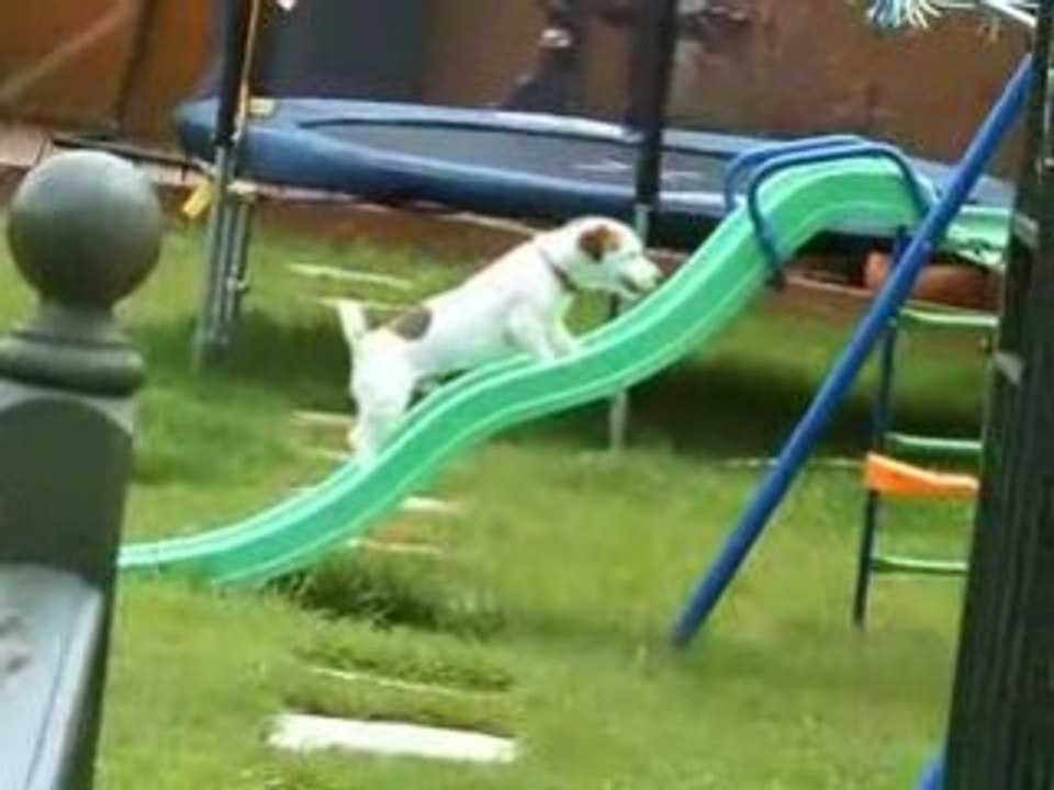 Chien VS toboggan, une vidéo de bobi93. toboga