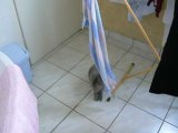 Lapin qui joue avec sa serviette