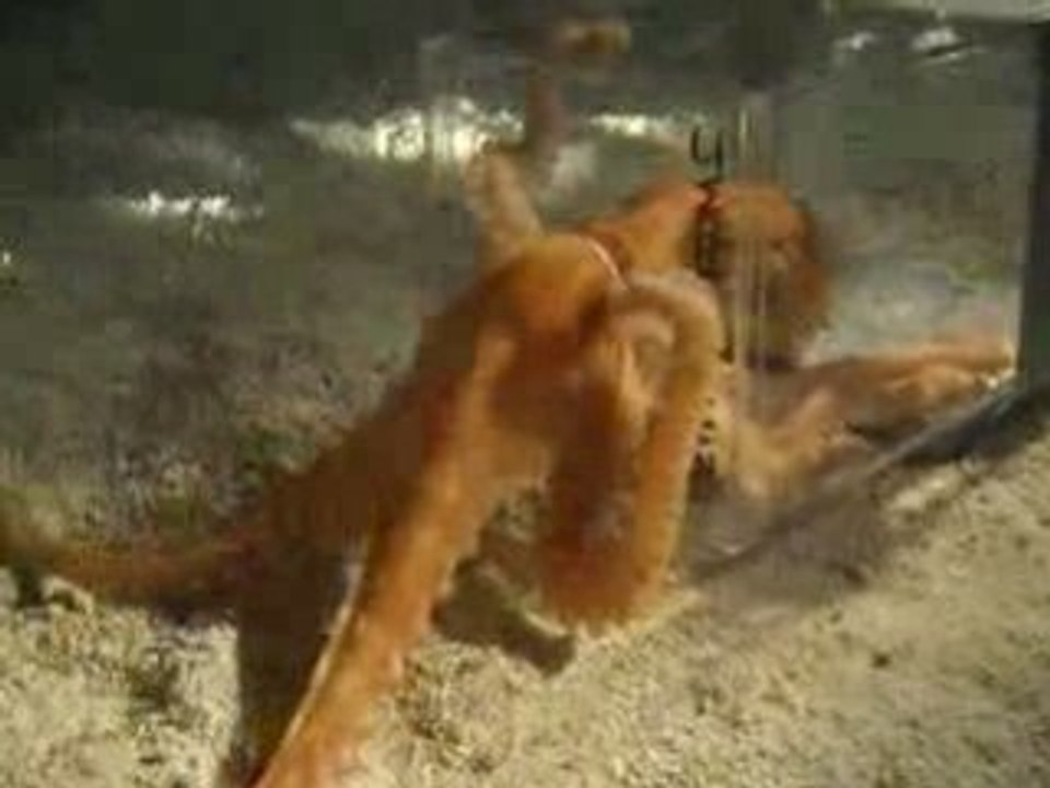 Une pieuvre passe à travers un trou d'1 pouce,