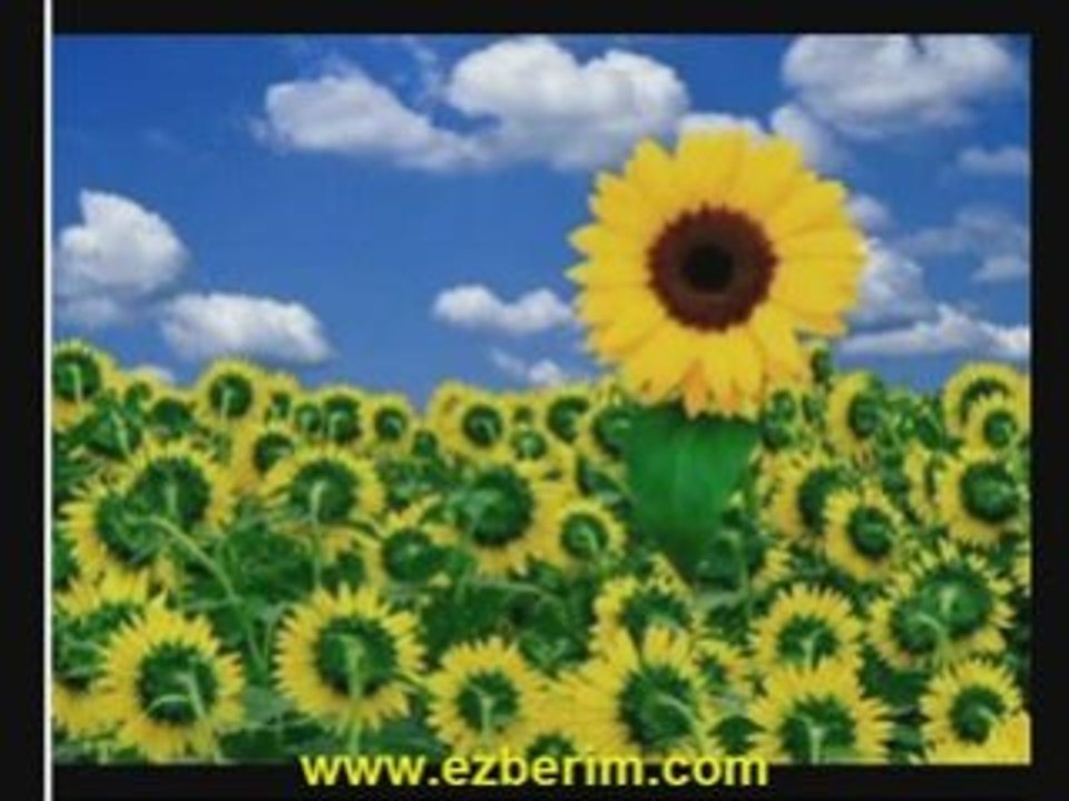 Zalim Gurbet