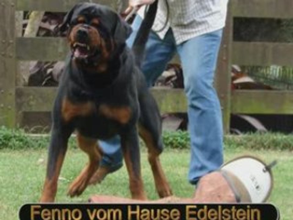 Fenno & Warinia
