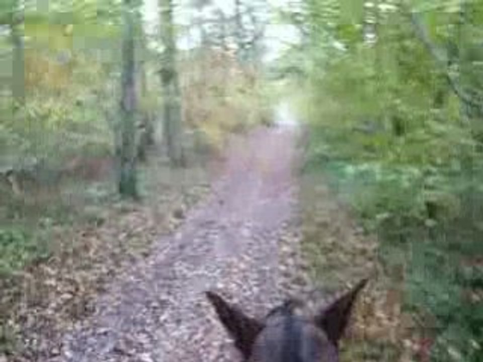 balade en foret
