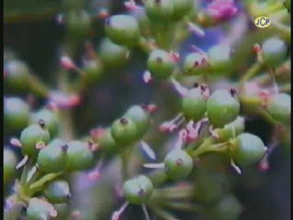 Naissance d'une grappe de raisin - Champagne