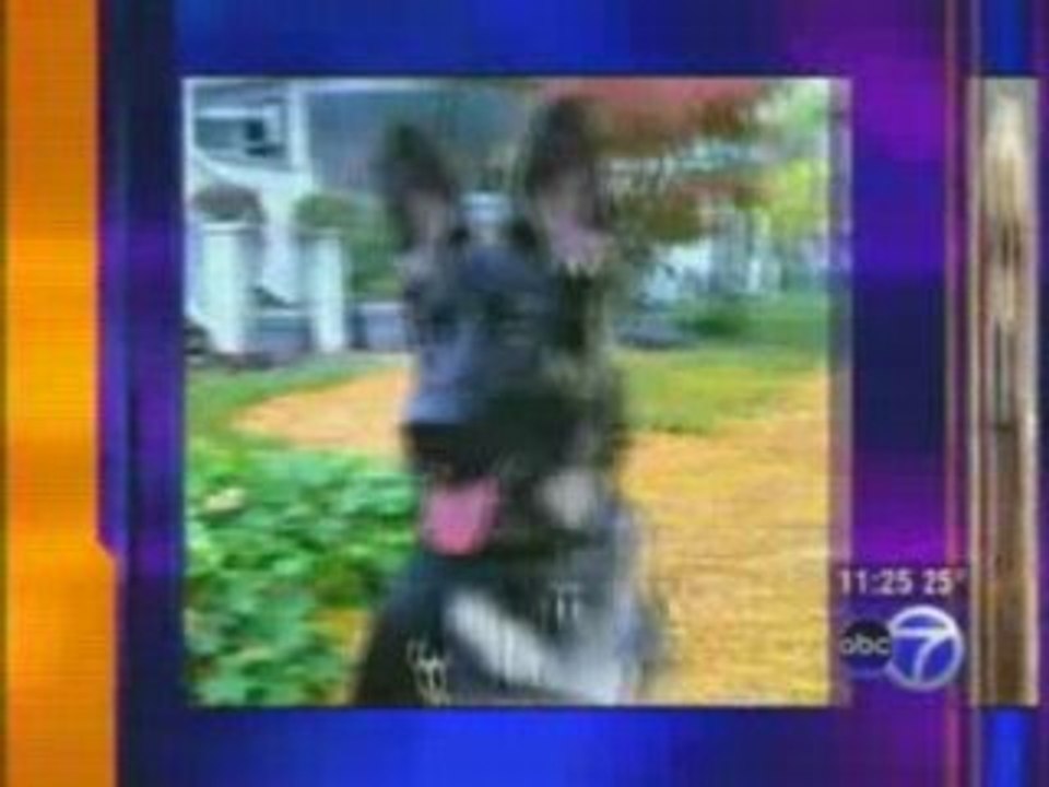 Picking Out the Right Dog - Jamie Damato of AnimalSense