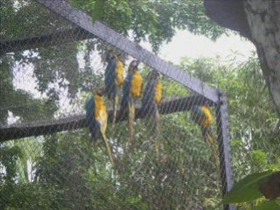 visite au zoo de Macouria