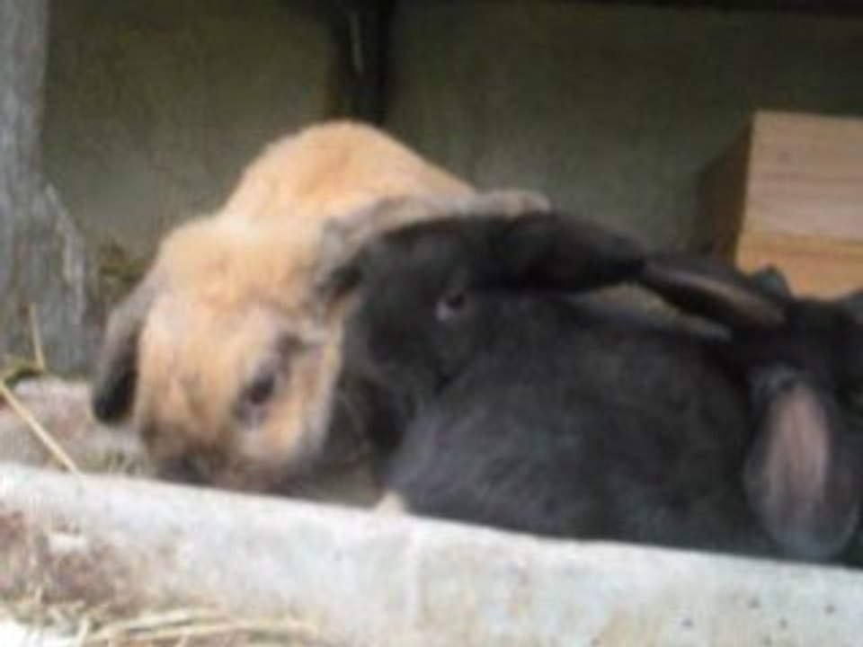 bébés lapins 5 semaines MVI_4671