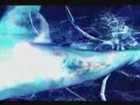 Roi sans couronne RSC de NESSBEAL