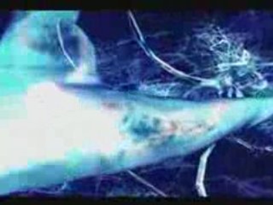 Roi sans couronne RSC de NESSBEAL