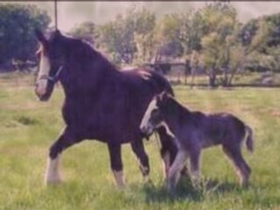 Horsesense