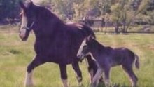 Horsesense