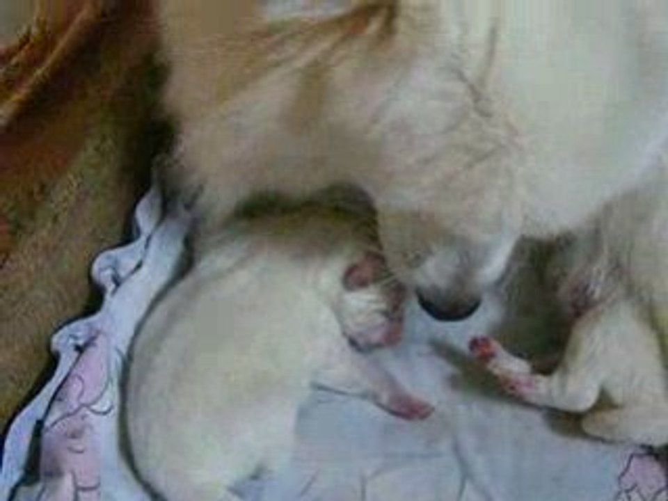 Bébés de Gloria