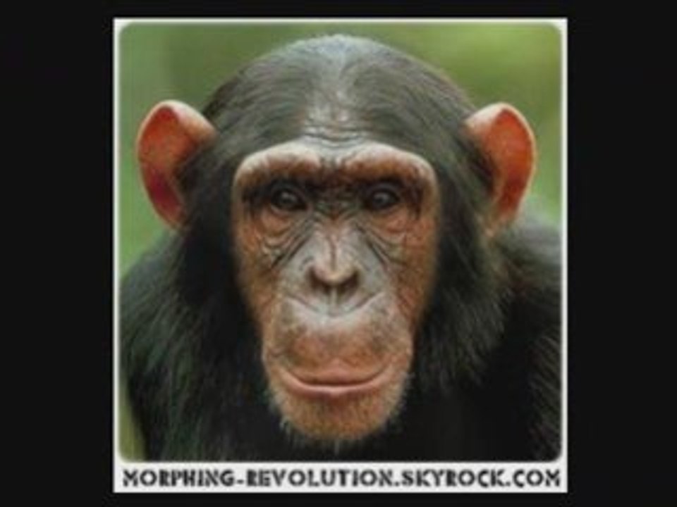 Chimpanze morphing