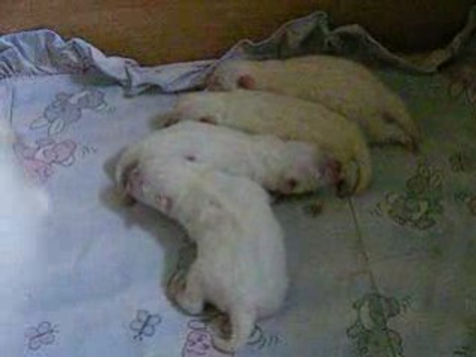 Bébés de Gloria 025