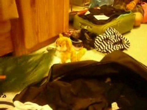 Le chat qui chante & danse