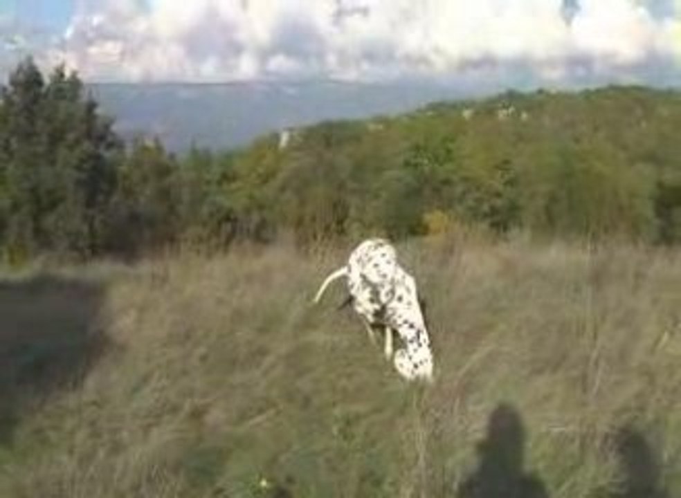 Sultane et Diva 7 11 2008 (monté)