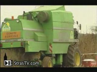 Du chanvre cultivé en Alsace