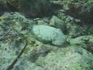 Sous la mer, pour Surfrider Foundation Europe