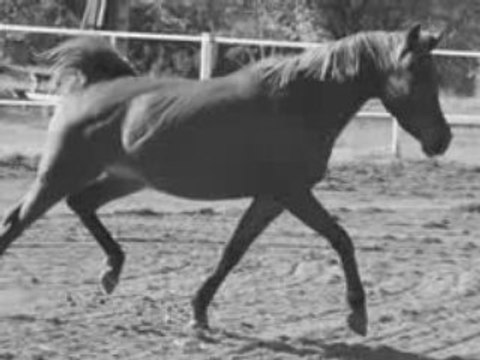 Kahlia dévoile ses allures.