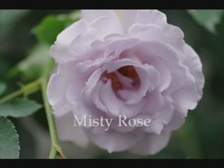 Misty - Fly Me To The Moon - Hachidai Nakamura