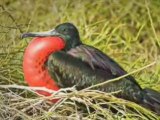 Birds of the Galapagos Islands - Photo Slideshow