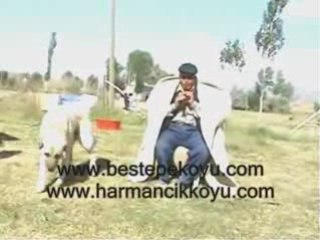 Sivas Merkez Beştepe Harmancık Köyü