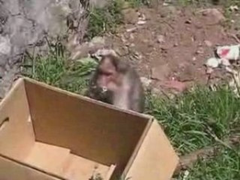 SINGES ACROBATES ET GLOUTONS INDE