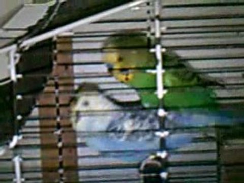 Accouplement de perruches ondulées 4