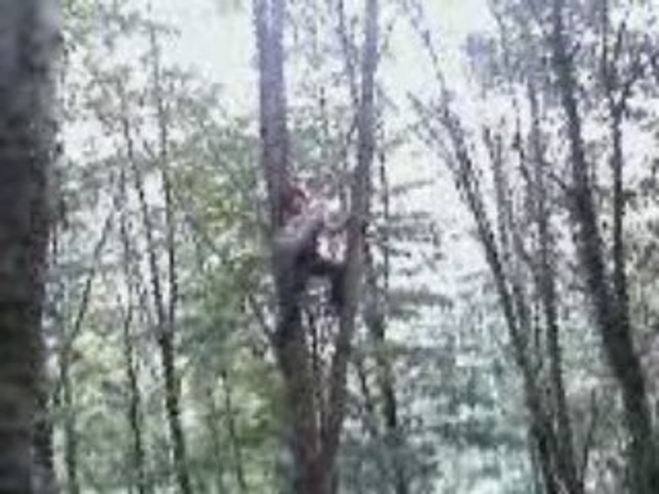 Tarzan
