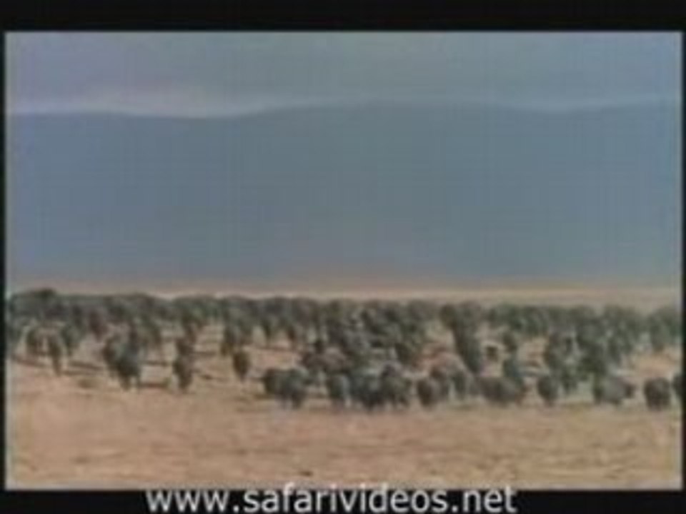 Lion Attack to Buffalo (Safari Videos)