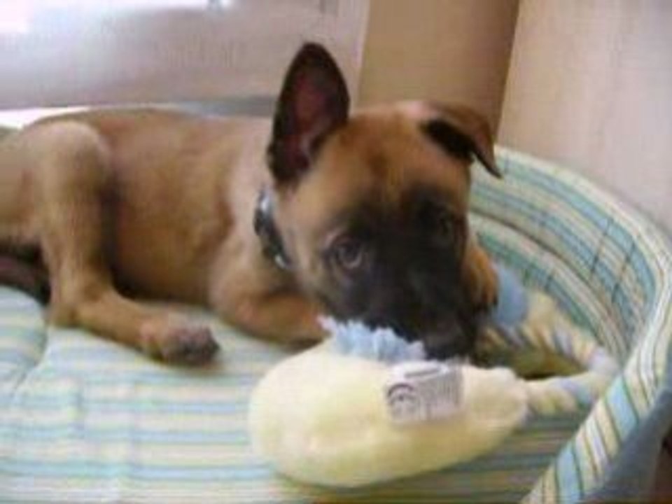 Dodge bb malinois de 2 mois