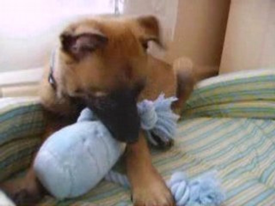 bébé malou Dodge 2 mois