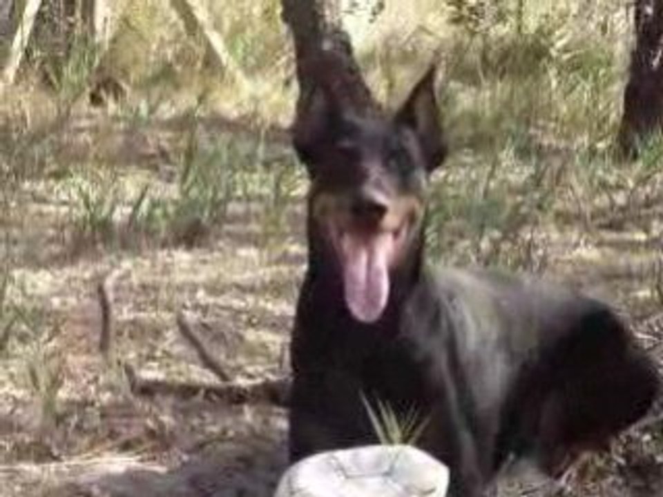 doberland et les titi