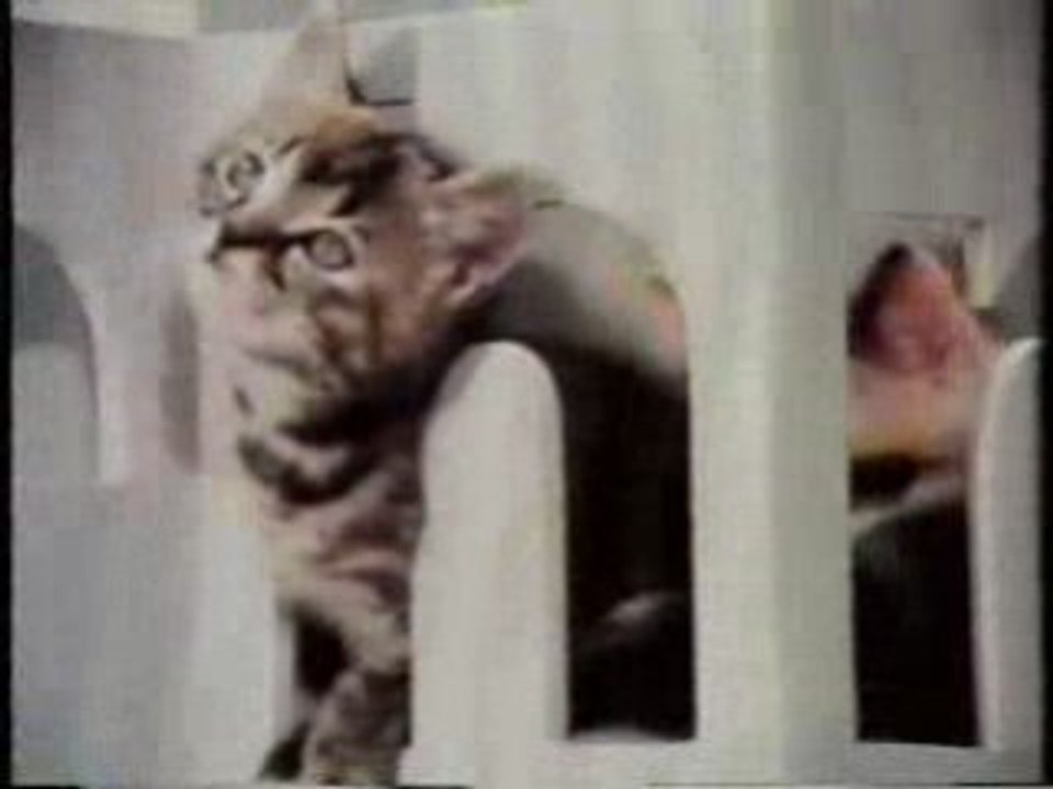 Hr-Pausenfilm Katzen