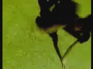 Little Extr1m moment 0f taxas Extremal Life By SwacHeR