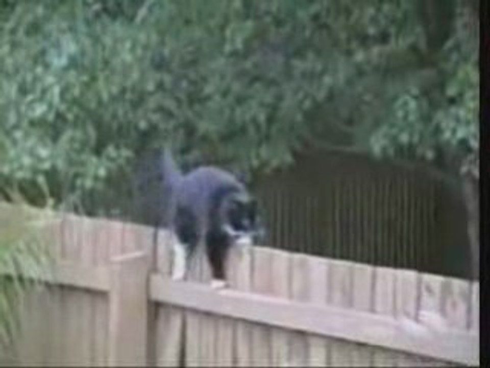 Chats en folie
