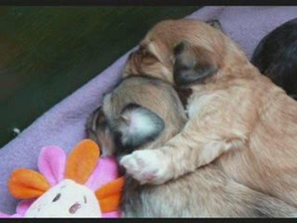 25 octobre bb lhassas