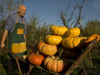 Rentrer les potirons