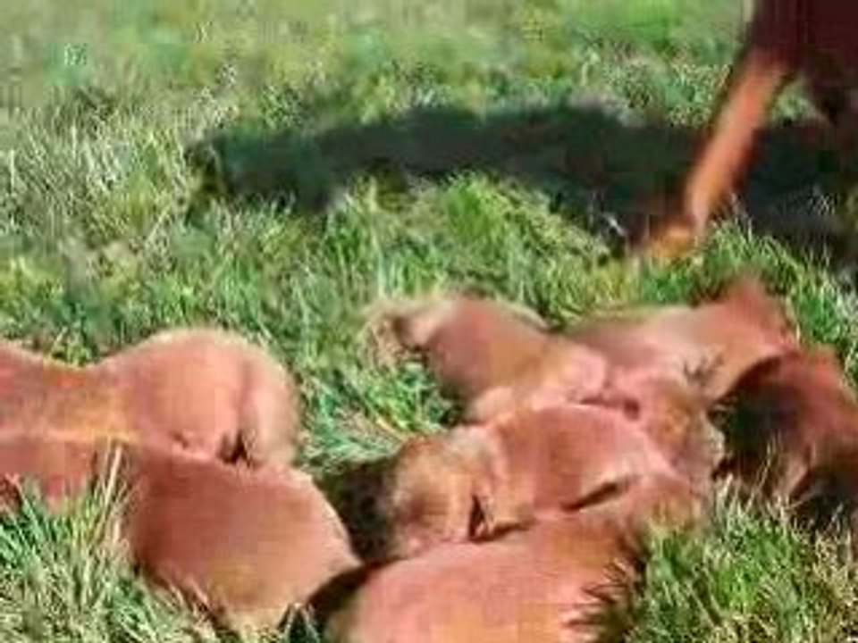 Vidéo naissance belle blitz 14 09 2008 (2)