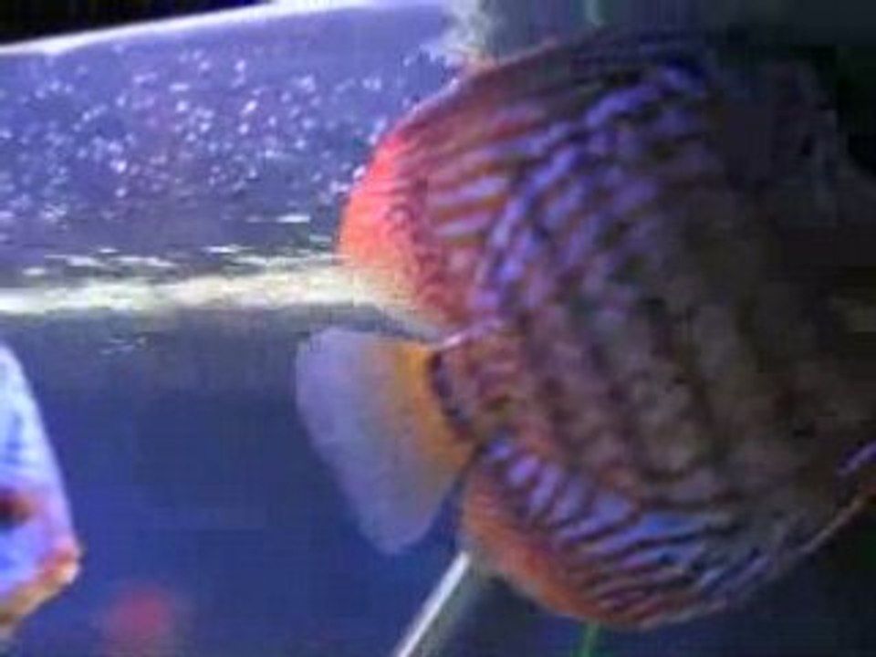 250L