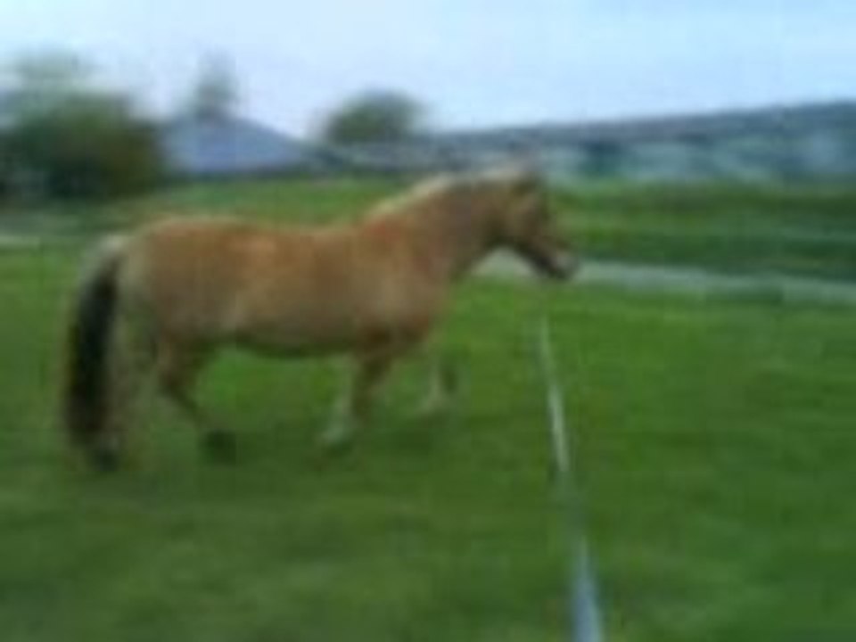 Pilou longe trot