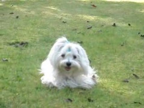 Cookie Normandie 23/24 octobre 2008 1