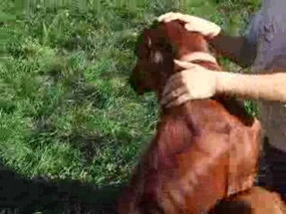 Video portee belle blitz 14 09 08 chiots 5 sem (2)