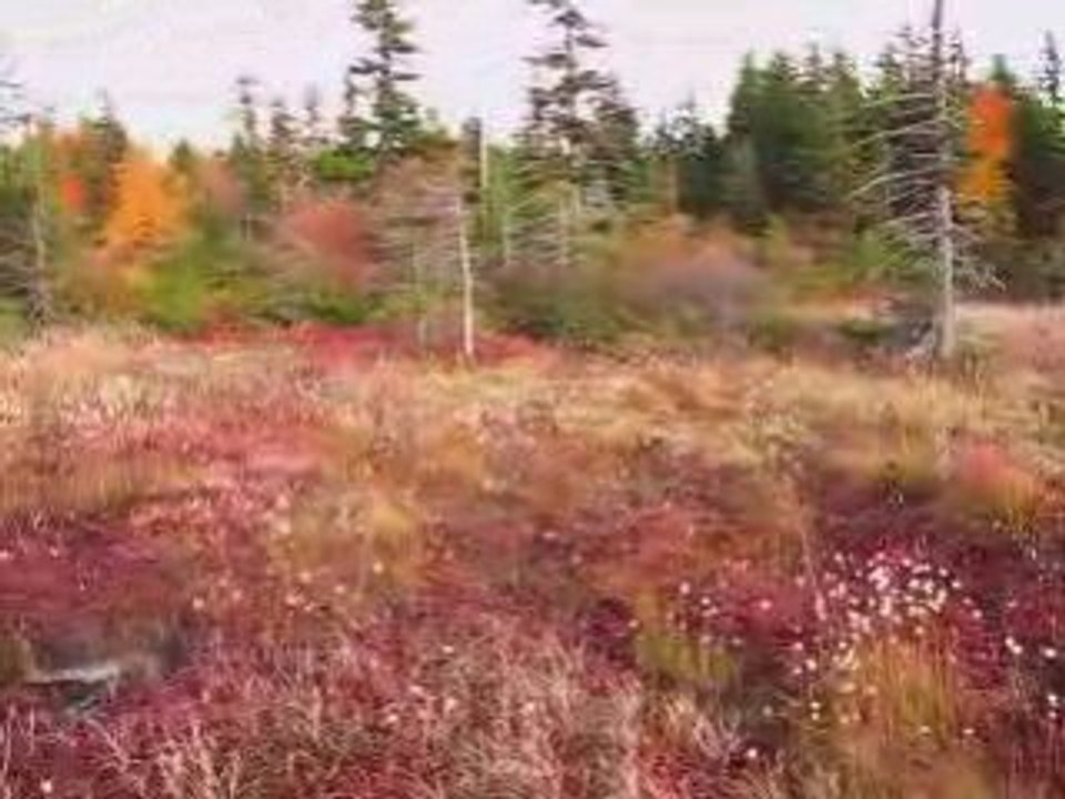 Autumn Dolly Sods Bog