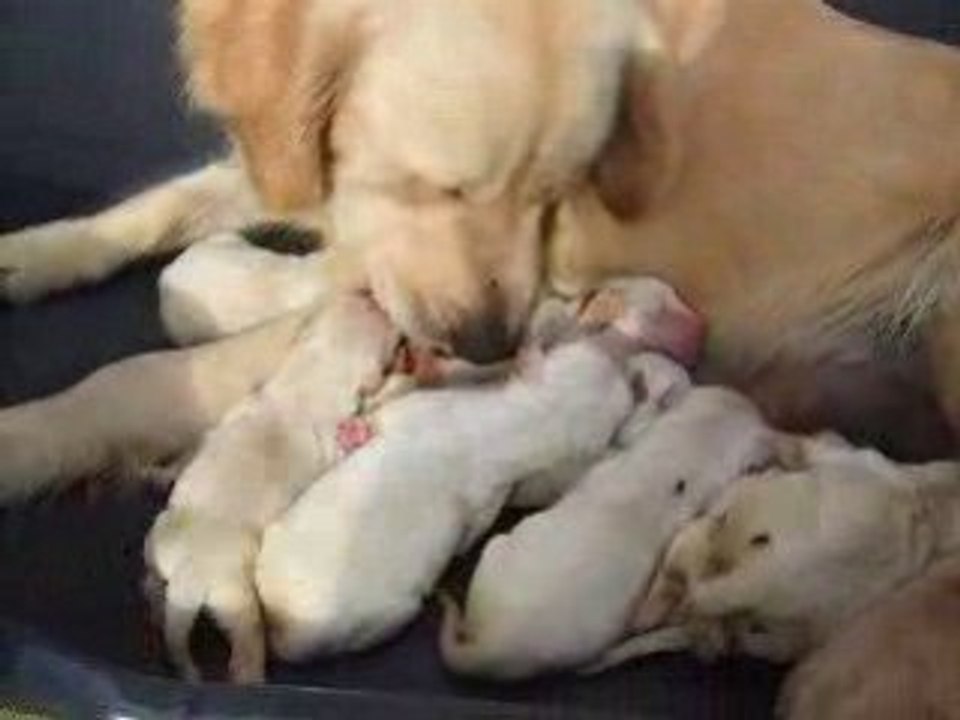 Vidéo naissance portée bahia 14 09 2008