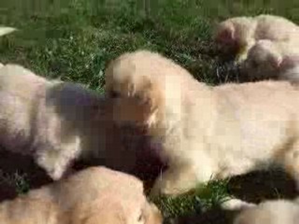 Video portee bahia volley 14 09 08 chiot 5 sem