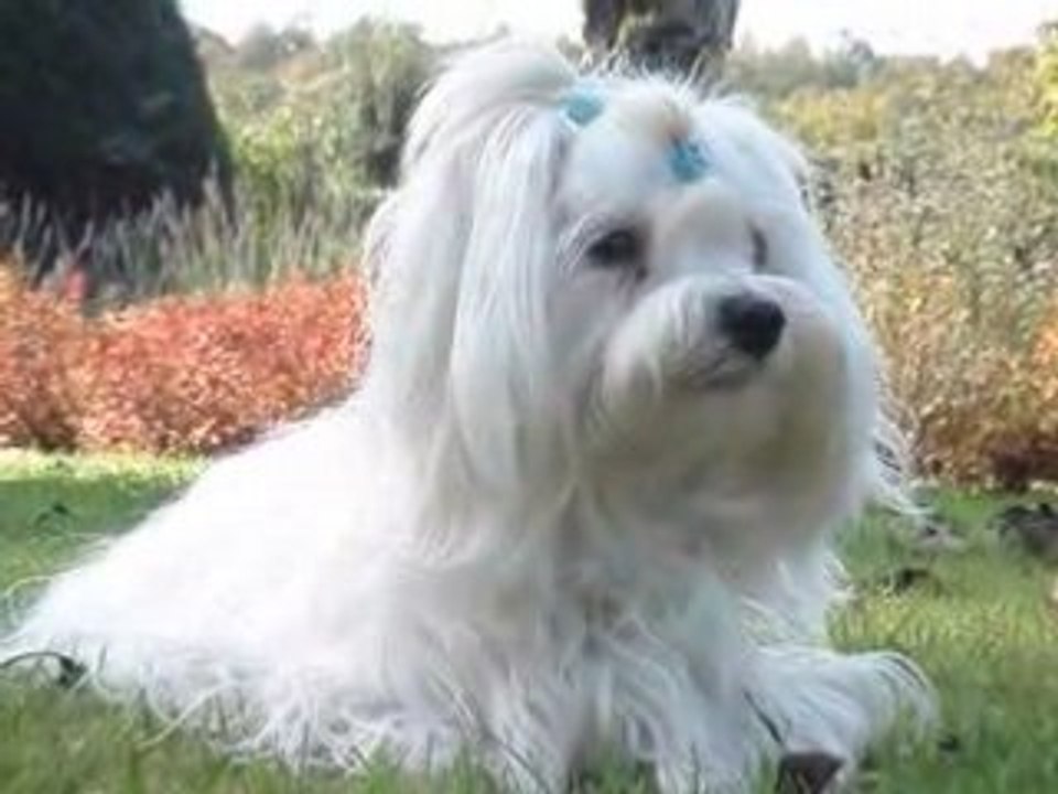 Cookie Normandie 23/24 octobre 2008 4