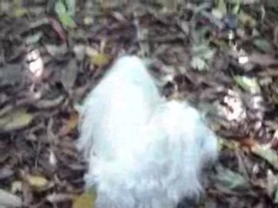 Cookie Normandie 23/24 octobre 2008 5