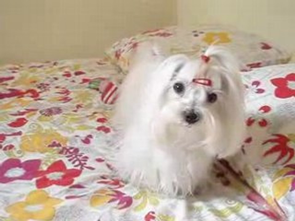 Cookie 261008 4